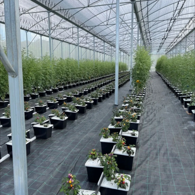 Commercial Dutch Bucket System